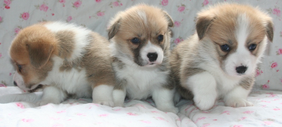 Puppies